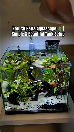 Natural Betta Aquascape 🌿 | Simple & Beautiful Tank Setup #aquariumsetup #aquascape #aquarium