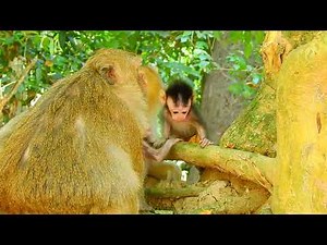 Very pity tiny newborn monkey, tiny baby monkey stuck leg in tree, Newborn cry loudly for help