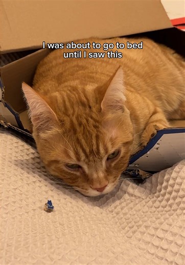 Understanding Orange Cat Behavior and ASMR Reactions