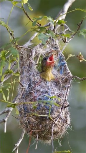 Bird Chirping in the Nest | Cute Baby Birds Sounds #birdnest #birds #nest #birdmom #bird