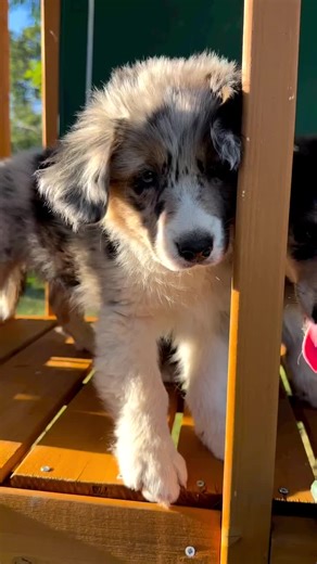 A sign that your dog need a new puppy😍 #australianshepherd #aussiepuppy #nyc #miniaussipuppy #aussie