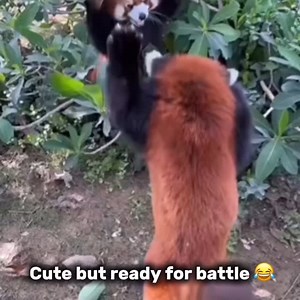 600 reactions · 40 shares | Cute but ready for battle  Video Credit: @lover_edpanda #redpandalove #redpanda | Amazing Red Panda | Facebook