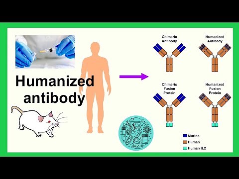 humanized antibody