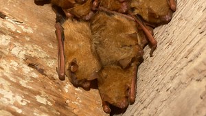 Critter of the week: Little brown bat