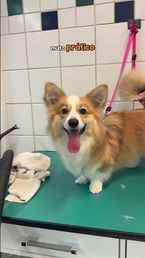 A day of bathing and grooming with corgis!