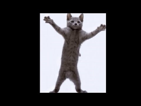 dancing cat