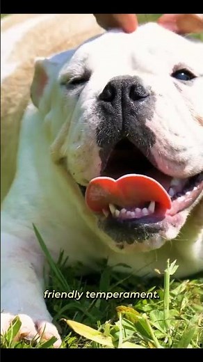 Bulldog Breed Fun Facts