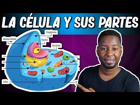 LA CÉLULA | PARTES Y FUNCIONES | Corto y entretenido