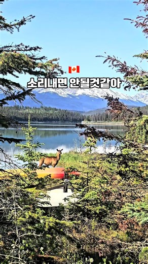 캐나다 🇨🇦 숨죽이는 순간| 야생 엘크를 마주했을 때 🦌