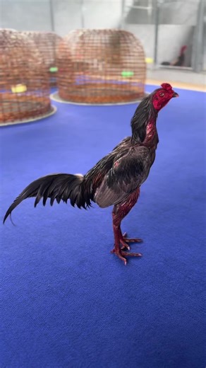 Delicious Burmese Street Food Experience in Bangkok