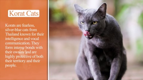 Cat breeds that will fiercely protect their owners
