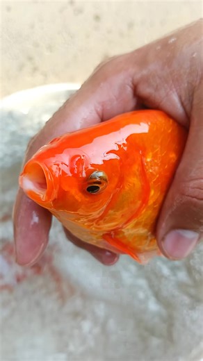 Shubunkin Fish Farming Techniques Explained