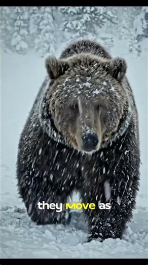 The Season That Makes Wolves Stronger Than Bears.#WolvesVsBear,#WildlifeDocumentary, #AnimalBehavior