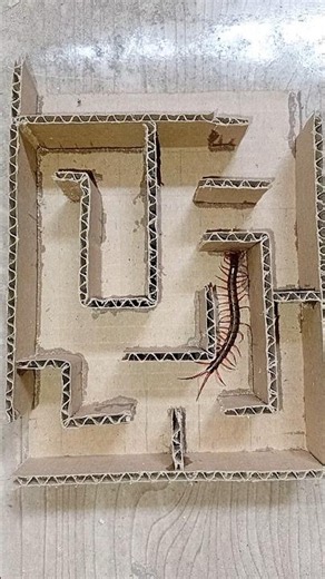 Centipede attack labyrin #mazerace #labyrinthchallenge #centipede #insects