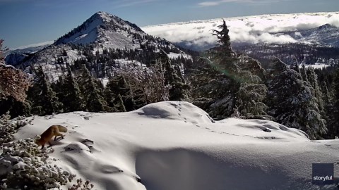 Rare Red Fox Spotted in California Mountains