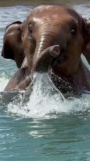 Wait… Elephants Can Do THIS? 🐘😱