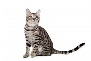 Pet Surgery in Oakdale and St. Paul, MN | Animal Emergency & Referral Center of Minnesota