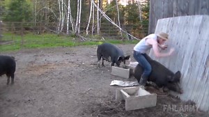 951K views · 860 shares | Pig: 1 - Hillbilly: 0 | FailArmy | Facebook