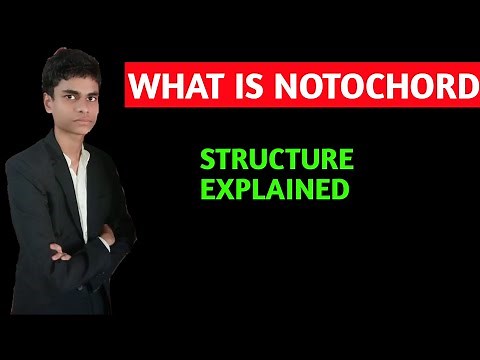 What is notochord ? Notochord structure explained | Notochord