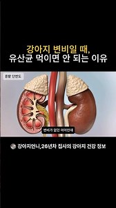 Never give probiotics when your dog suddenly develops constipation! #DogConstipation #DogProbioti...
