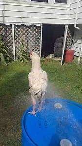 I gave all my rumpless chickens to a friend who appreciates unique looking chickens (he also has Turkens which have naked necks). One of them has just always had a poopy behind her whole life. Looks like he's found a way to clean her off that she likes much better than when I would catch her a washer her down with a wet cloth! 😂 #chicken #chickenlover #funnyreels #funnyanimals #humor | Wicked Awesome Gardening