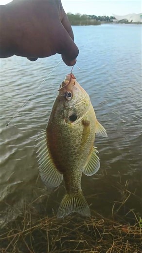 Big Ol Winter Shellcracker Caught With Red Worm 🪱 #fishing #freshwaterfish #catch