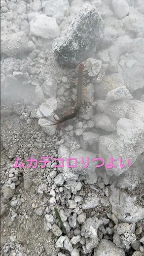 ムカデコロリ強い！キンチョールかけたら大暴れするのに凍らすと一瞬やん
