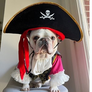 Pirate Dog Cat Pet Halloween Costume, Renaissance Festival Pink Cosplay and Ruffle, Caribbean Pirates Hat and Suit - Etsy