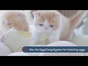 Cats hatching from eggs
