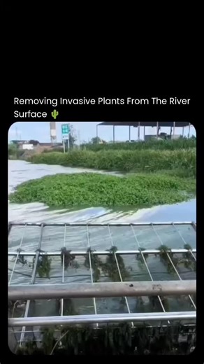 Entrepreneurs | Business | Motivation | Technology on Instagram: "How Invasive Plants Are Being Removed From Rivers Without Harming Nature 🌱 Removing invasive plants from rivers isn’t just cleanup — it’s precision environmental engineering. Specialized boats and mechanical harvesters are used to physically remove invasive vegetation from the water’s surface without disturbing fish, wildlife, or native plants. In sensitive areas, teams rely on manual removal, ensuring fragile ecosystems stay int