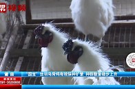 科学保种扩繁！国宝”丝羽乌骨鸡数量稳步上升 珍贵品种焕发新生_腾讯新闻