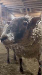 Lovely our head tilting locksmith who loves music, meets Lily and Rosie up close. I think she’ll make a very good big sister to these precious babies. They turn four weeks old in a few days. It will be so fun to share the joy of spring with them . | Our Farmacy