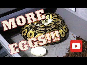 More Eggs!!! Citrus Pastel Royal Python "Cleo" Lays SO Many Eggs!