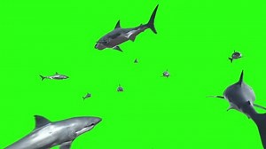 3d Animated Great White Sharks Amazing Stock Footage Video (100% Royalty-free) 3455318205 | Shutterstock