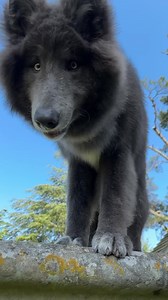 How I train Ocean my wolfdog to look at the camera and stay on mark🐺💙 My Blue Wolf I ask her to ‘look’ and when she does, I throw her a treat. It’s important not to allow her to walk to you to get the treat or she’ll keep walking to you instead of staying on her mark 👍 #dogtraining #dogtrainingtips #filmwolf #wolfdog #wolf #wolves #bluewolfdog #bluewolf #filmwolfdog | Anneka Svenska