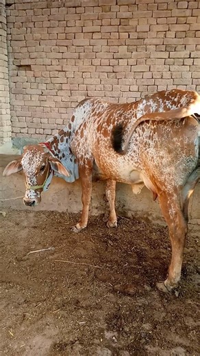 "Majestic Spotted Cow 🐄 | Beautiful Breed in Action!" #cow #cowvideos