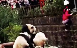 A worker rescued a child who got stuck inside the Giant Panda Breeding enclosure at the Chengdu Research Base in Sichuan, China. The bears just casually looked on. https://bit.ly/2N1w9p6 | USA TODAY Video