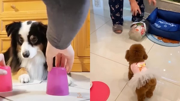 Curious Dog with Cups and Tiny Poodle in Dress