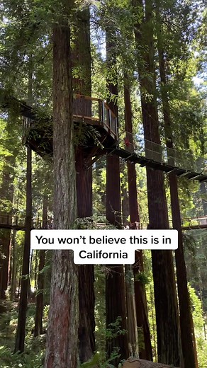 Exploring the Redwood Sky Walk in Eureka, California