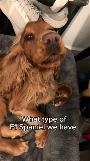 F1 compilation: cocker spaniel howling videos