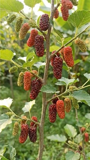🌸 From Flower to Fruit | The Amazing Life Cycle of Red Mulberry