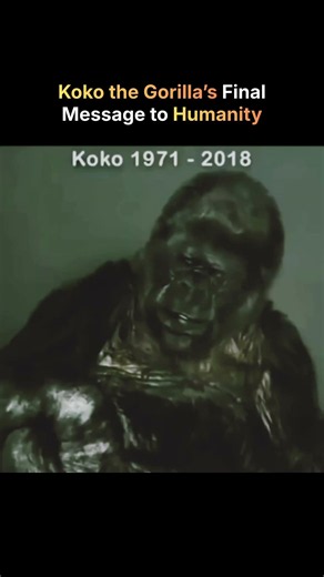 Before She Died, Koko the Gorilla Had a Message for Humanity☹️ #history #youtubeshorts #youtube #fyp