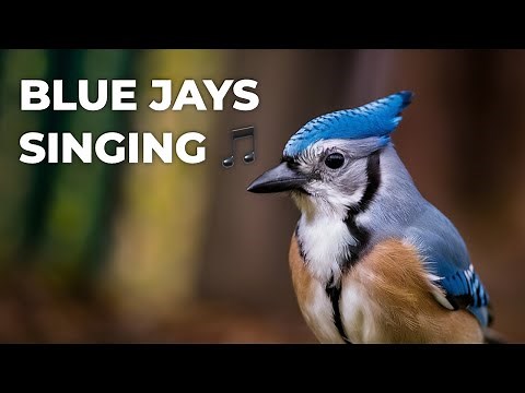 The Symphony of the Forest: Blue Jay Bird Calls