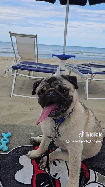 Transforming Jack the Pug: From Mischief to Sweetness