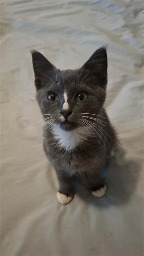 I mean technically it was in a drain but he's not far off👀🤣 #cat #cattok #catsoftiktok #fyp #foryou