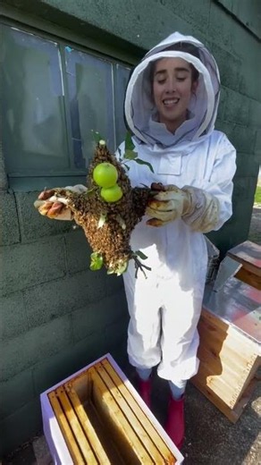 What you’re watching here is a bee swarm being gently transferred into a hive 🐝Swarming is a na