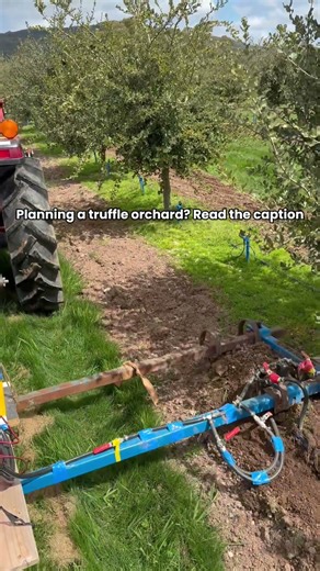 Feeding the Truffle Fungus Where It Lives