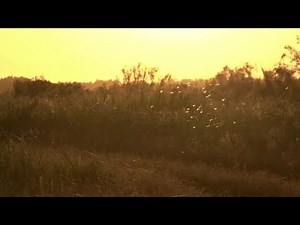 African Heat Wave Stock Video