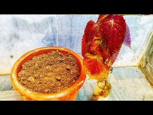 How to Transfer Coleus Plant from Water to Soil