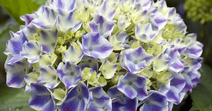 Hortensien erfolgreich überwintern